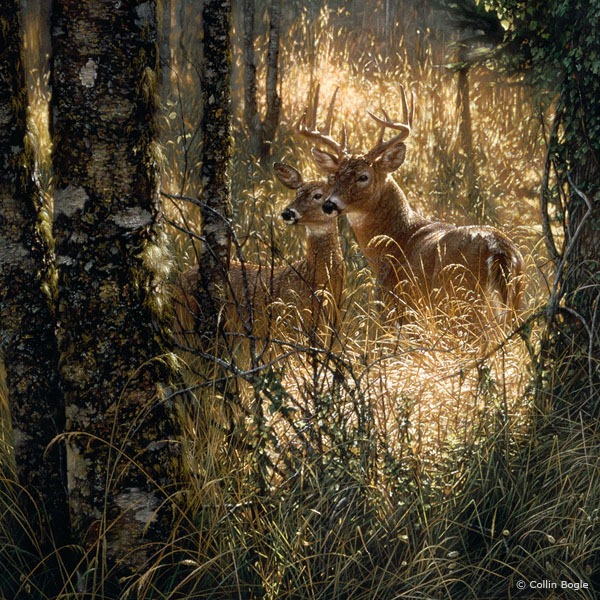 Realistic Wildlife Paintings by Collin Bogle Amusing